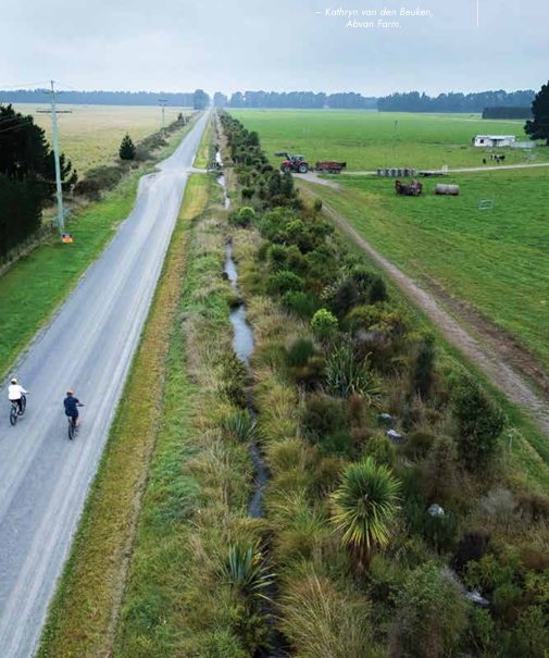 Corridor planting along a Canterbury road