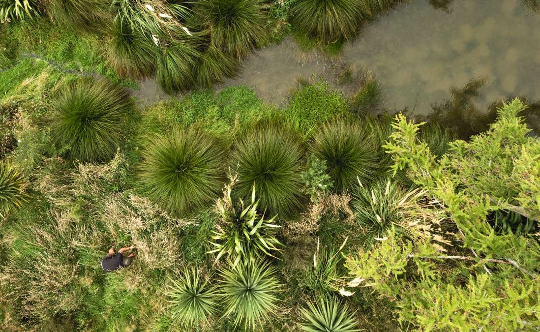 Native canopy from above showing cabbage trees and bush